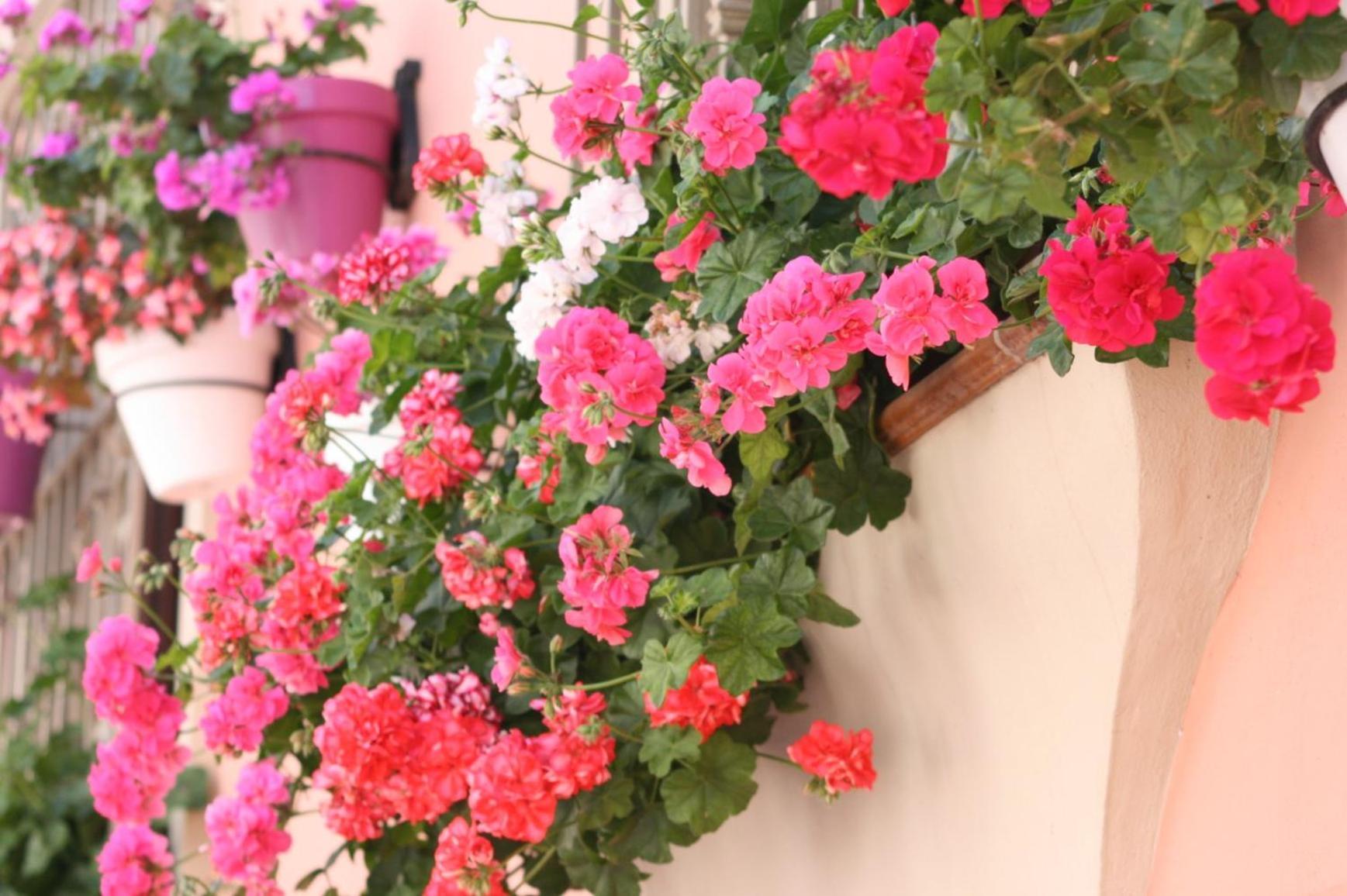 Apartamentos Turisticos Casa De La Borrega エステポナ エクステリア 写真
